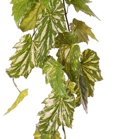 Begonia palmata hanger, 5 vertakkingen met 26 bladeren, 90 cm
