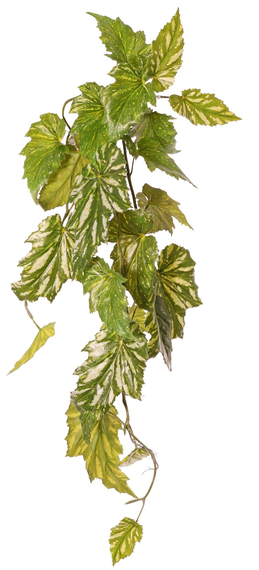 Begonia palmata colgante, 5 ramas con 26 hojas, 90 cm