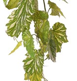 Begonia palmata colgante, 5 ramas con 26 hojas, 90 cm
