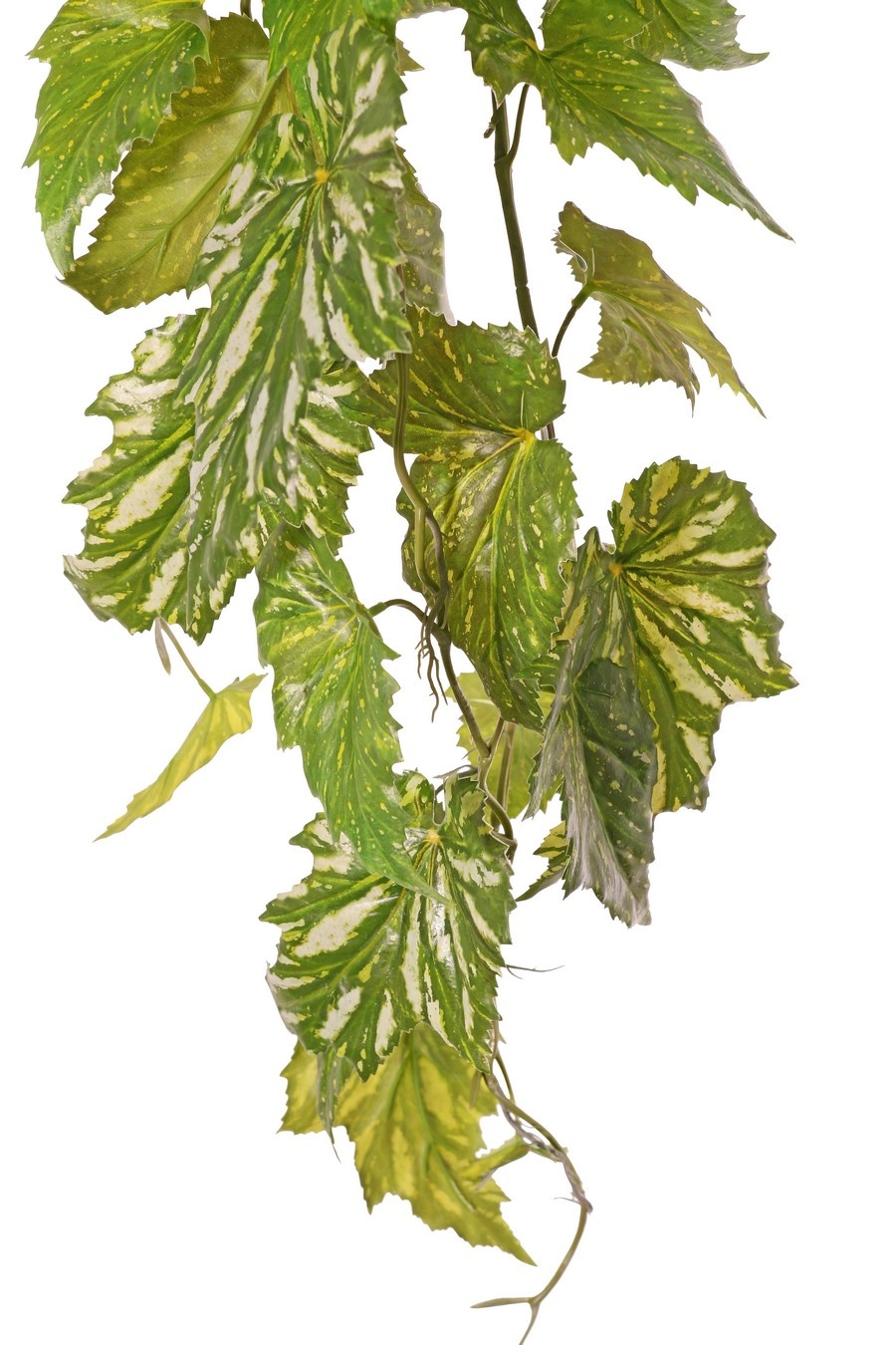 Begonia palmata colgante, 5 ramas con 26 hojas, 90 cm