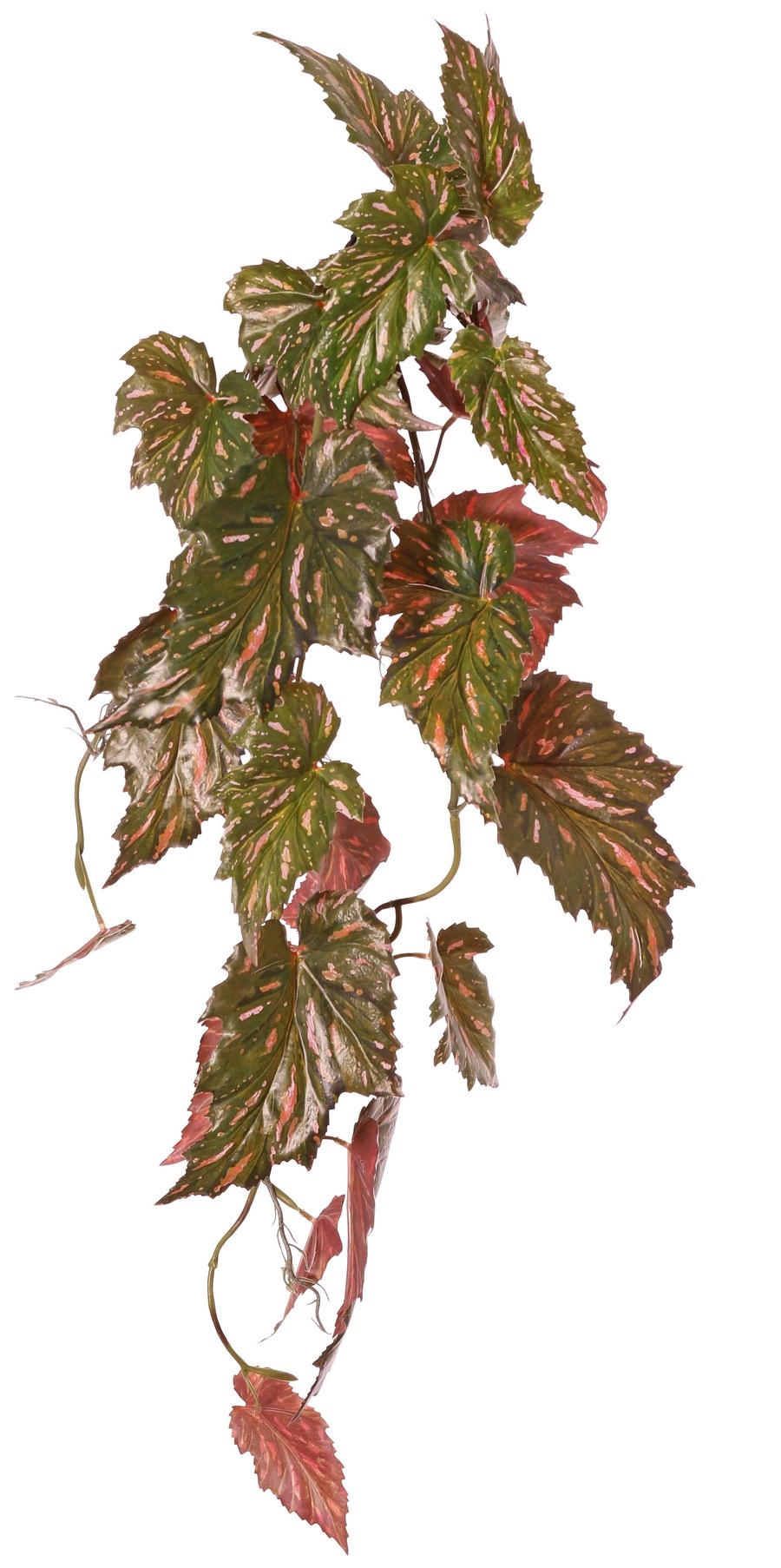 Begonia palmata colgante, 5 ramas con 26 hojas, 90 cm