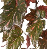 Begonia palmata colgante, 5 ramas con 26 hojas, 90 cm