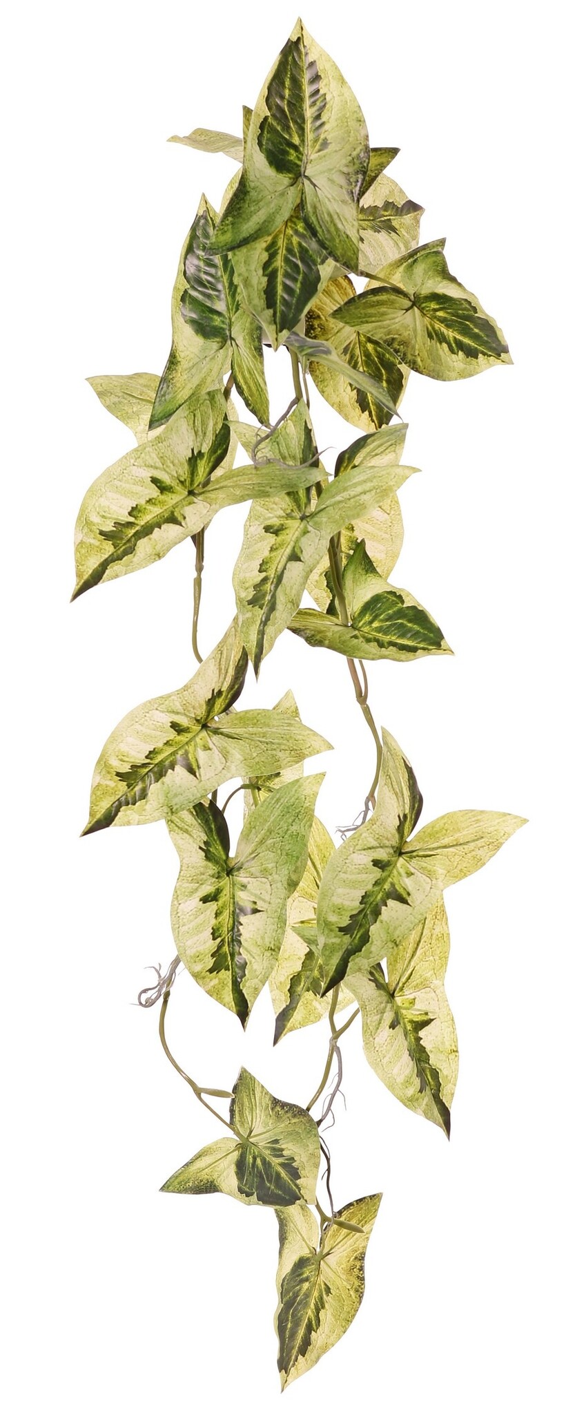 Syngonium (planta punta de flecha) colgante, ramificada 5 veces con 26 hojas, 90 cm