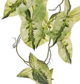 Syngonium (planta punta de flecha) colgante, ramificada 5 veces con 26 hojas, 90 cm