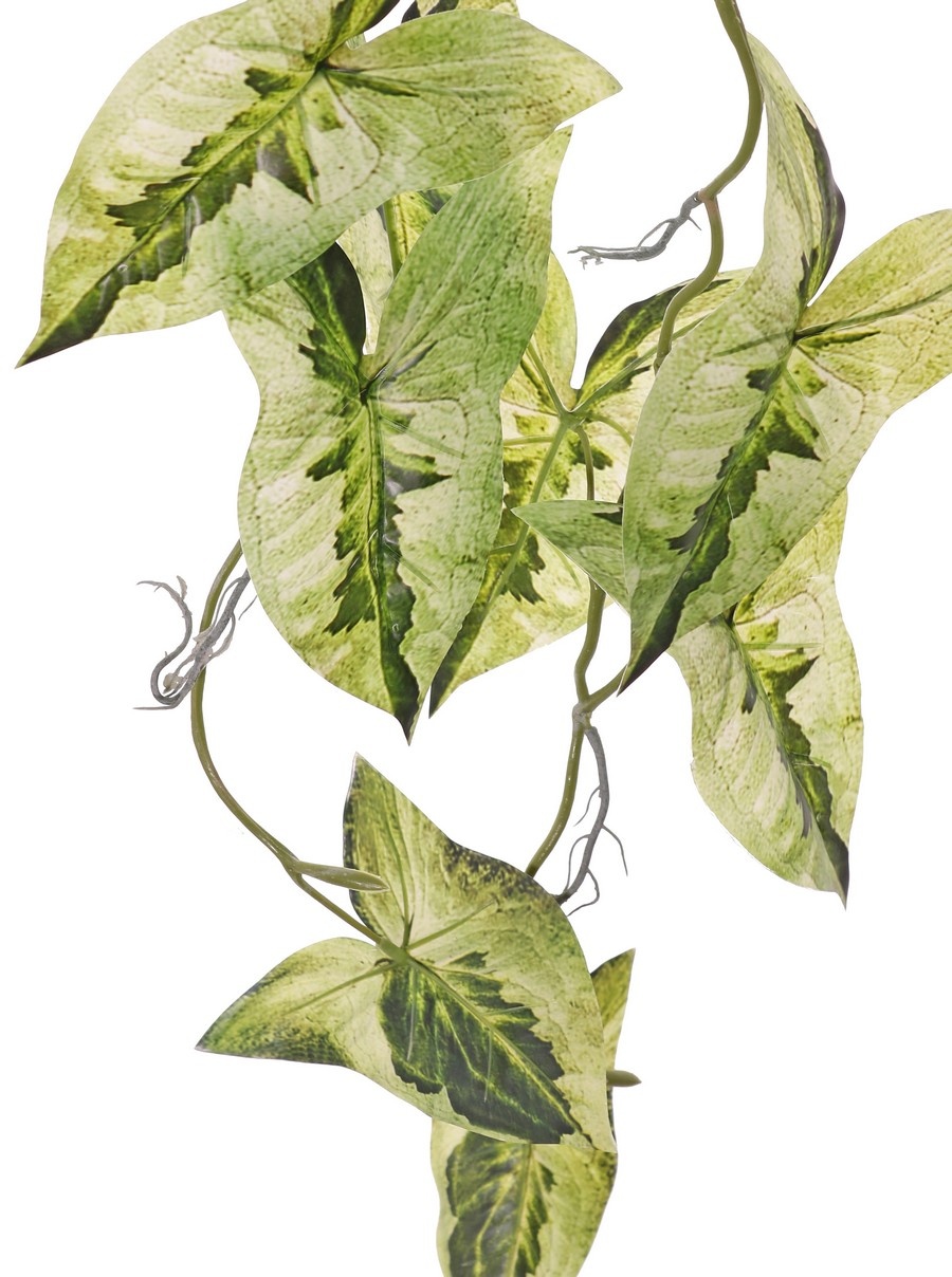 Syngonium (planta punta de flecha) colgante, ramificada 5 veces con 26 hojas, 90 cm