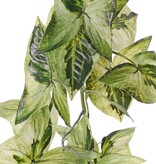 Syngonium (Pijlpuntplant) hanger, 5 vertakkingen met 26 bladeren, 90 cm