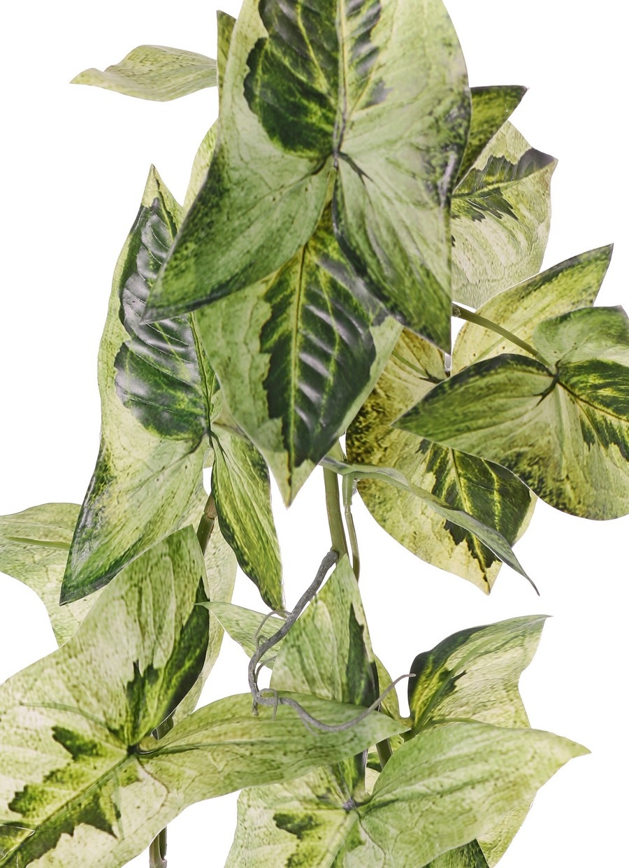 Syngonium (planta punta de flecha) colgante, ramificada 5 veces con 26 hojas, 90 cm