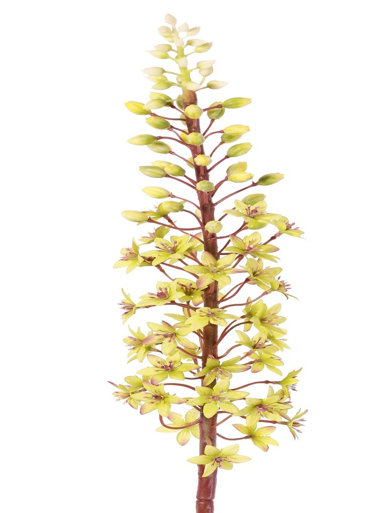 Eucomis (Pineapple Lily) with polyester flowers and plastic flower buds, 90 cm