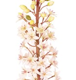 Eucomis (Ananaslelie) met polyester bloemen en plastic bloemknoppen, 90 cm