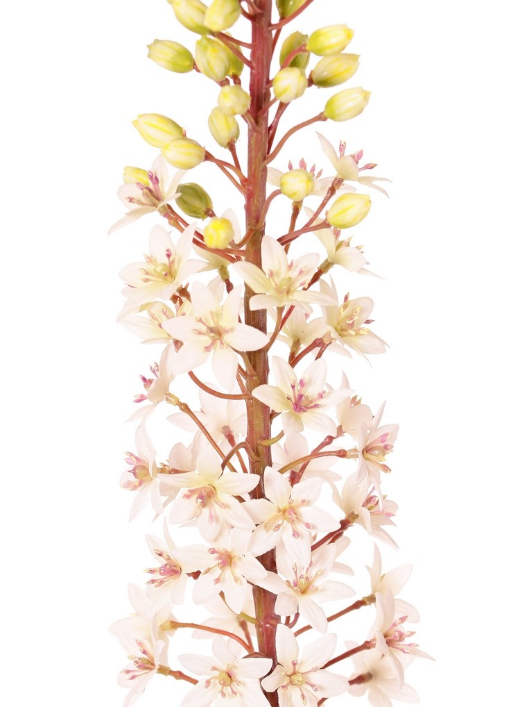 Eucomis (Pineapple Lily) with polyester flowers and plastic flower buds, 90 cm