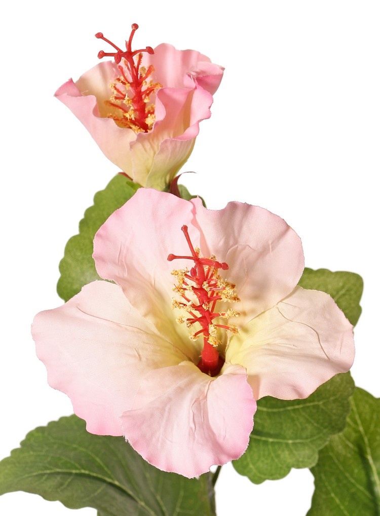 130721LR - Hibiscus (Chinese roos) 2x vertakt met 4 bloemen, 6 plastic knoppen & 13 bladeren, 80 cm