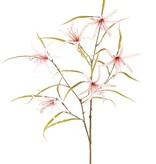 Lily 'Spider' (Lycoris)(spider lily) branched, with 6 flowers & 24 leaves, 94 cm