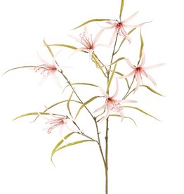 Lily 'Spider' (Lycoris)(spider lily) branched, with 6 flowers & 24 leaves, 94 cm