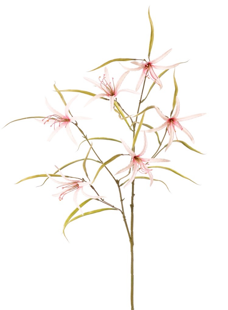 Lily 'Spider' (Lycoris)(spider lily) branched, with 6 flowers & 24 leaves, 94 cm