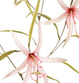 Lily 'Spider' (Lycoris)(spider lily) branched, with 6 flowers & 24 leaves, 94 cm
