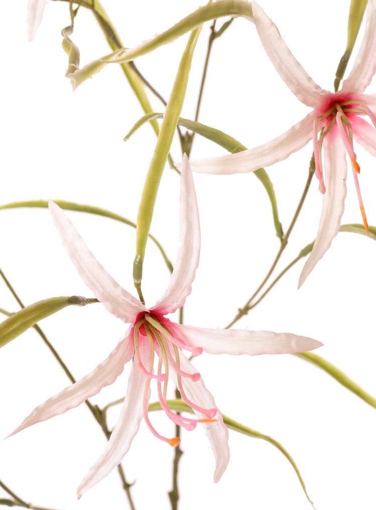 Lily 'Spider' (Lycoris)(spider lily) branched, with 6 flowers & 24 leaves, 94 cm