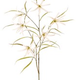 Lily 'Spider' (Lycoris)(spider lily) branched, with 6 flowers & 24 leaves, 94 cm