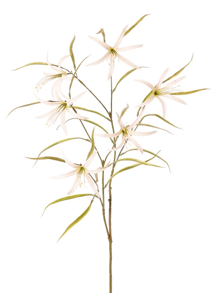 Lily 'Spider' (Lycoris)(spider lily) branched, with 6 flowers & 24 leaves, 94 cm