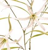 Lily 'Spider' (Lycoris)(spider lily) branched, with 6 flowers & 24 leaves, 94 cm