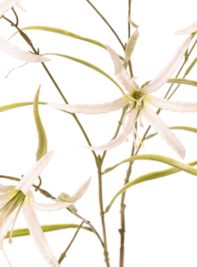 Lily 'Spider' (Lycoris)(spider lily) branched, with 6 flowers & 24 leaves, 94 cm