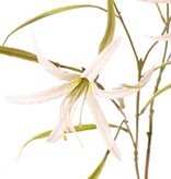 Lily 'Spider' (Lycoris)(spider lily) branched, with 6 flowers & 24 leaves, 94 cm