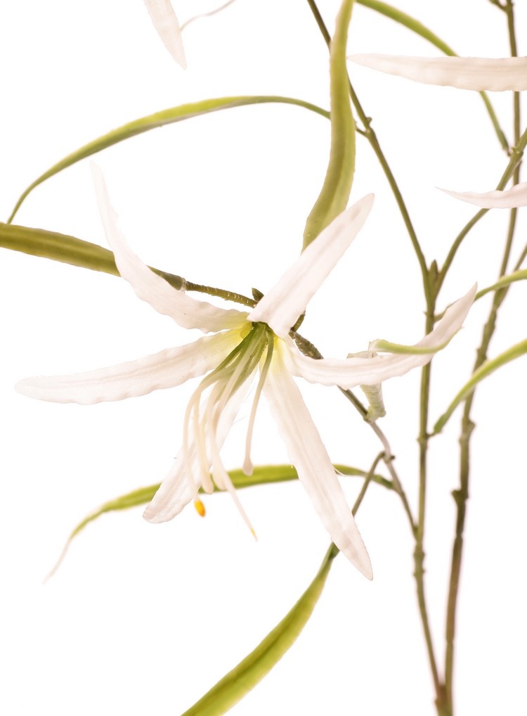 Lily 'Spider' (Lycoris)(spider lily) branched, with 6 flowers & 24 leaves, 94 cm