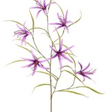 Lily 'Spider' (Lycoris)(spider lily) branched, with 6 flowers & 24 leaves, 94 cm