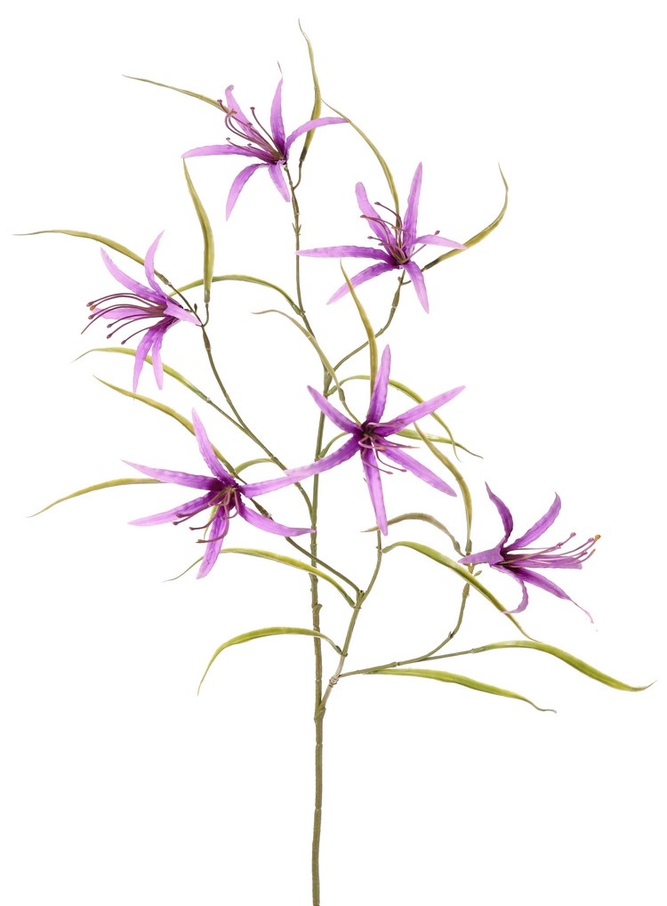 Lily 'Spider' (Lycoris)(spider lily) branched, with 6 flowers & 24 leaves, 94 cm