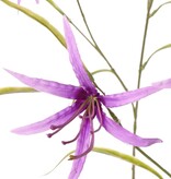 Lily 'Spider' (Lycoris)(spider lily) branched, with 6 flowers & 24 leaves, 94 cm