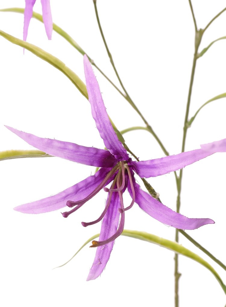 Lily 'Spider' (Lycoris)(spider lily) branched, with 6 flowers & 24 leaves, 94 cm