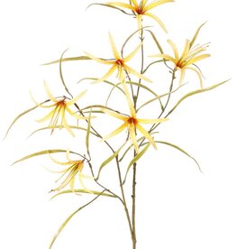 Lily 'Spider' (Lycoris)(spider lily) branched, with 6 flowers & 24 leaves, 94 cm
