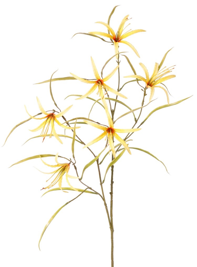 Lily 'Spider' (Lycoris)(spider lily) branched, with 6 flowers & 24 leaves, 94 cm
