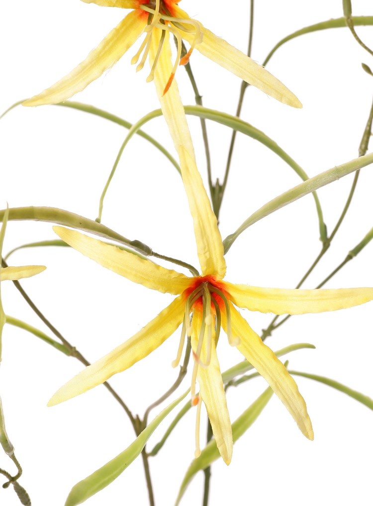 Lily 'Spider' (Lycoris)(spider lily) branched, with 6 flowers & 24 leaves, 94 cm