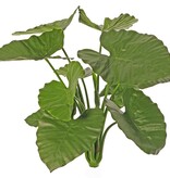 Alocasia calidora (Oreja de Elefante) con 11 hojas y 5 brotes, ignífuga, 71 cm