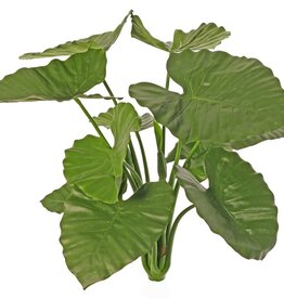 Alocasia calidora (Olifantsoor) met 11 bladeren & s knoppen, brandvertragend, 71 cm
