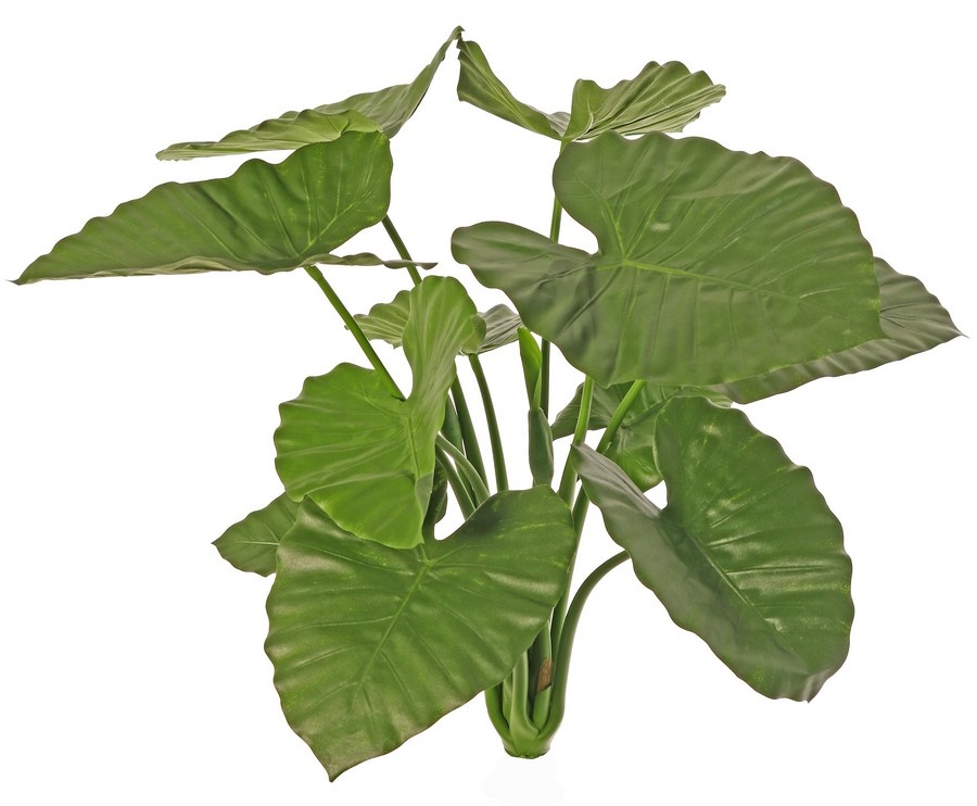 Alocasia calidora (Oreja de Elefante) con 11 hojas y 5 brotes, ignífuga, 71 cm