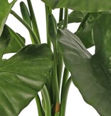 Alocasia calidora (Oreja de Elefante) con 11 hojas y 5 brotes, ignífuga, 71 cm