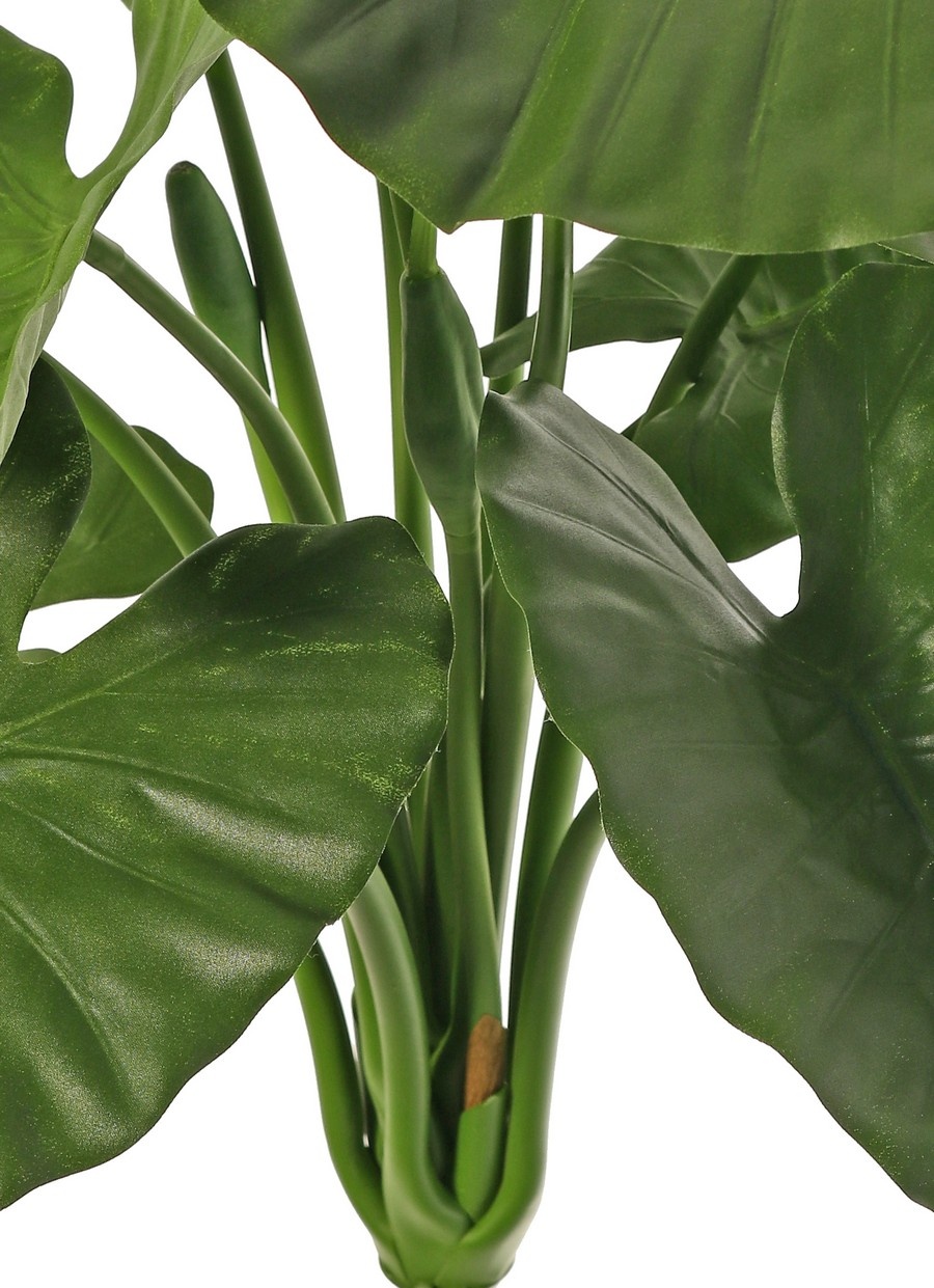 Alocasia calidora (Oreja de Elefante) con 11 hojas y 5 brotes, ignífuga, 71 cm