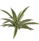 Planta Dracaena con 20 hojas de poliéster, Ø 50cm, ignífuga