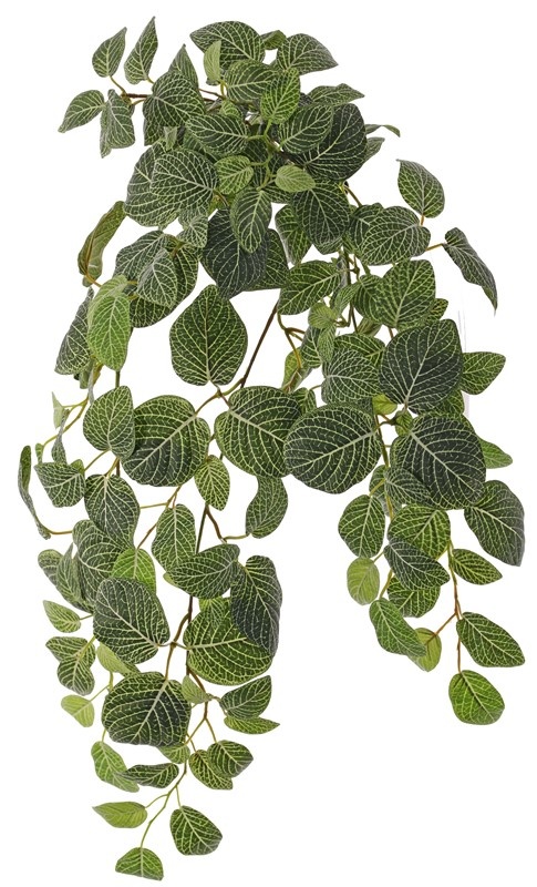 Fittonia, 'Top Green', 178 hojas