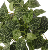 Fittonia, 'Top Green', 178 hojas