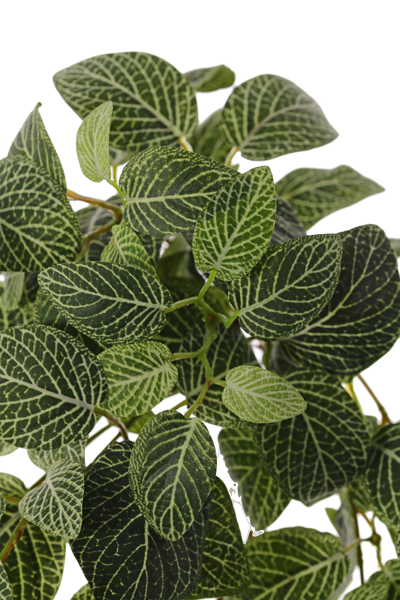 Fittonia, 'Top Green', 178 hojas