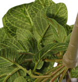 Fittonia, 'Top Green', 178 hojas