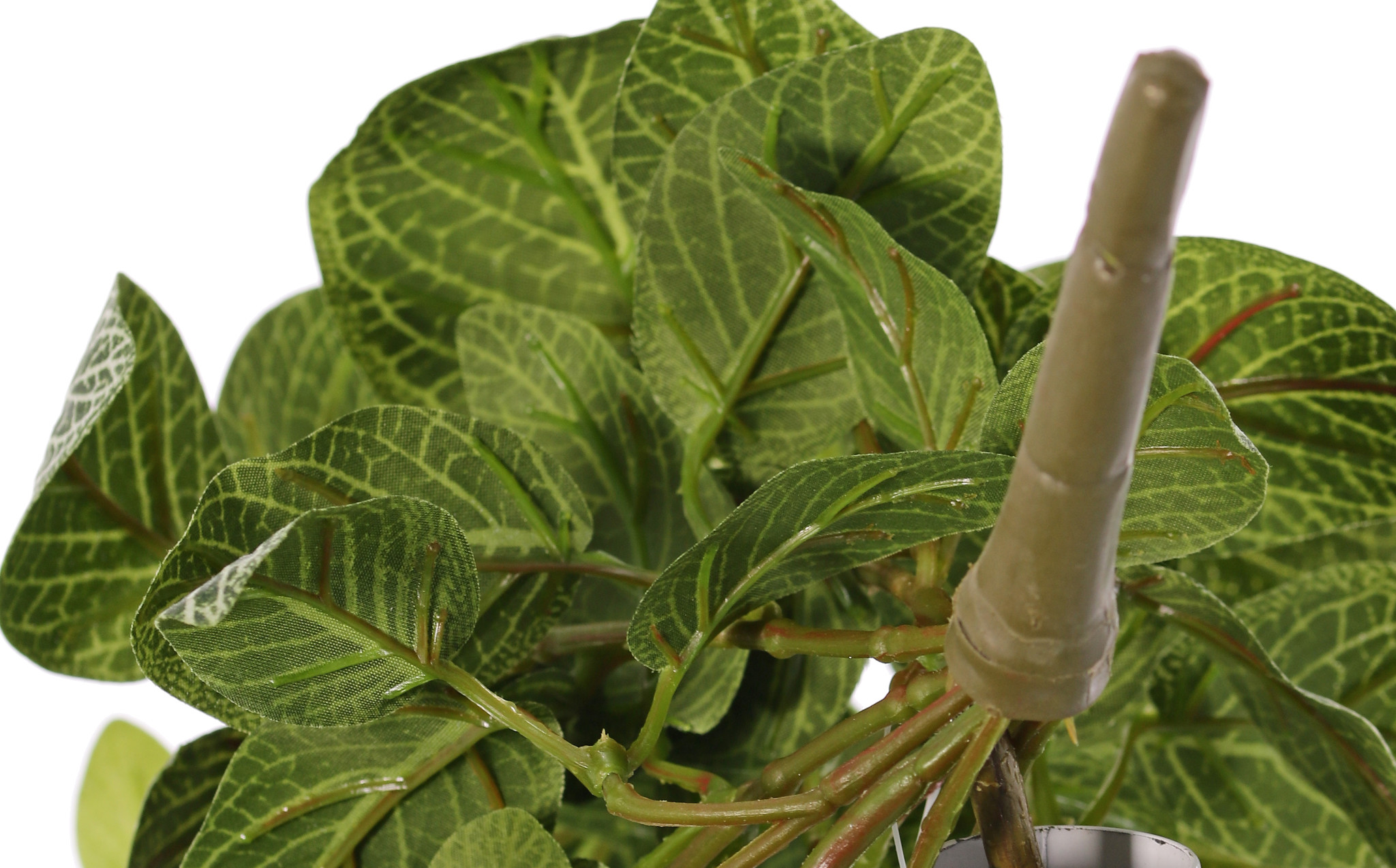 Fittonia, 'Top Green', 178 hojas