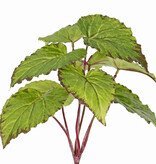 Begonia (Bladbegonia) met 9 polyester bladeren, ø 25 cm, brandvertragend