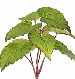 Begonia (Bladbegonia) met 9 polyester bladeren, ø 25 cm, brandvertragend