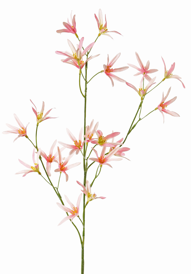 Tweedia Blumenzweig mit 3 Verzweigungen, 21 Blumen, 73cm