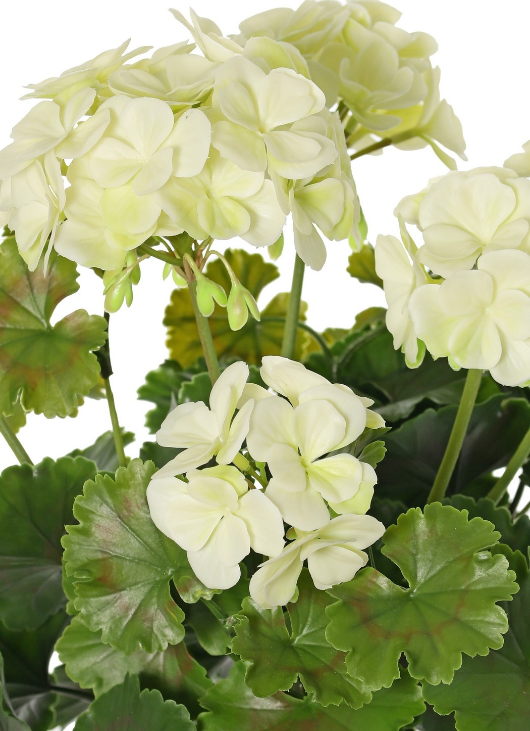 Geranie, französisch, (Pelargonium grandiflora), 72 Blüten, 58 Blätter, UV sicher und wasserfest, Ø 30 H. 39 cm