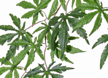 Blad - en Bessentakken