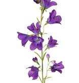 Campanula x8, 66cm